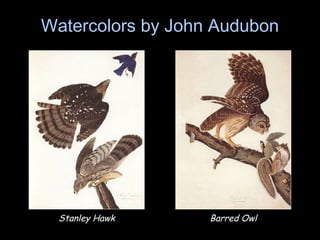 Watercolors by John Audubon
Stanley Hawk Barred Owl
 