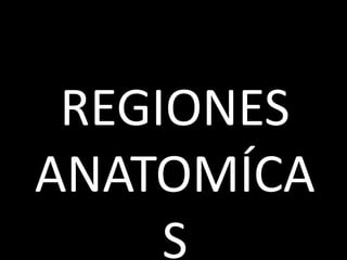REGIONES
ANATOMÍCA
     S
 