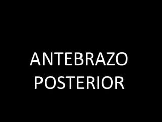 ANTEBRAZO
POSTERIOR
 