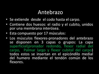 Antebrazo
• Se extiende desde el codo hasta el carpo.
• Contiene dos huesos: el radio y el cubito, unidos
  por una membrana interósea.
• Esta compuesto por 17 músculos:
• Los músculos flexores-pronadores del antebrazo
  se disponen en 3 capas o grupos: La capa
  superficial(pronador redondo, flexor radial del
  carpo, Palmar largo y flexor cubital del carpo)
  todos estos se insertan en el epicóndilo medial
  del humero mediante el tendón común de los
  flexores.
 