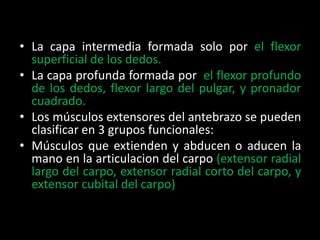 • La capa intermedia formada solo por el flexor
  superficial de los dedos.
• La capa profunda formada por el flexor profundo
  de los dedos, flexor largo del pulgar, y pronador
  cuadrado.
• Los músculos extensores del antebrazo se pueden
  clasificar en 3 grupos funcionales:
• Músculos que extienden y abducen o aducen la
  mano en la articulacion del carpo (extensor radial
  largo del carpo, extensor radial corto del carpo, y
  extensor cubital del carpo)
 