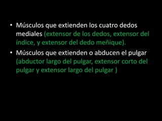 • Músculos que extienden los cuatro dedos
  mediales (extensor de los dedos, extensor del
  índice, y extensor del dedo meñique).
• Músculos que extienden o abducen el pulgar
  (abductor largo del pulgar, extensor corto del
  pulgar y extensor largo del pulgar )
 