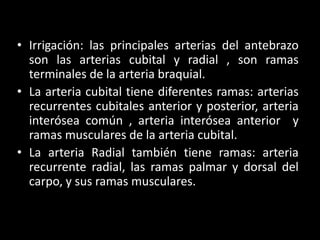 • Irrigación: las principales arterias del antebrazo
  son las arterias cubital y radial , son ramas
  terminales de la arteria braquial.
• La arteria cubital tiene diferentes ramas: arterias
  recurrentes cubitales anterior y posterior, arteria
  interósea común , arteria interósea anterior y
  ramas musculares de la arteria cubital.
• La arteria Radial también tiene ramas: arteria
  recurrente radial, las ramas palmar y dorsal del
  carpo, y sus ramas musculares.
 