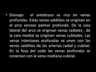 • Drenaje: el antebrazo es rico en venas
  profundas. Estas venas satélites se originan en
  el arco venoso palmar profundo. De la cara
  lateral del arco se originan venas radiales , de
  la cara medial se originan venas cubitales. Las
  venas interóseas profundas se unen con las
  venas satélites de las arterias radial y cubital.
  En la fosa del codo las venas profundas se
  conectan con la vena mediana cubital.
 