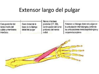 Extensor largo del pulgar

 