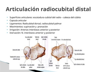  Superficies articulares: escotadura cubital del radio – cabeza del cúbito
 Capsula articular
 Ligamentos: Radicubital dorsal, radiocubital palmar
 Movimientos: supinación y pronación
 Irrigación: Arterias interóseas anterior y posterior
 Inervación: N. interóseos anterior y posterior
Articulación radiocubital distal
 