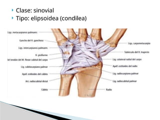  Clase: sinovial
 Tipo: elipsoidea (condilea)
 