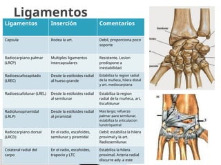 Ligamentos Inserción Comentarios
Capsula Rodea la art. Debil, proporciona poco
soporte
Radiocarpiano palmar
(LRCP)
Multiples ligamentos
intercapsulares
Resistente. Lesion
predispone a
inestabilidad
Radioescafocapitado
(LREC)
Desde la estiloides radial
al hueso grande
Estabiliza la region radial
de la muñeca, hilera distal
y art. mediocarpiana
Radioescafolunar (LREL) Desde la estiloides radial
al semilunar
Estabiliza la region
radial de la muñeca, art.
Escafolunar
Radiolunopiramidal
(LRLP)
Desde la estiloides radial
al piramidal
Mas largo; refuerzo
palmar para semilunar,
estabiliza la articulacion
lunotriquetral
Radiocarpiano dorsal
(LRCD)
En el radio, escafoides,
semilunar y piramidal
Debil; estabiliza la hilera
proximal y la art.
Radiosemilunar.
Colateral radial del
carpo
En el radio, escafoides,
trapecio y LTC
Estabiliza la hilera
proximal. Arteria radial
discurre ady. a este
Ligamentos
 
