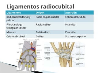 Ligamentos Origen Inserción
Radiocubital dorsal y
palmar
Radio región cubital Cabeza del cubito
Fibrocartilago
triangular (disco)
Radio/cubito Piramidal
Menisco Cubito/disco Piramidal
Colateral cubital Cubito 5to metacarpiano
Ligamentos radiocubital
 
