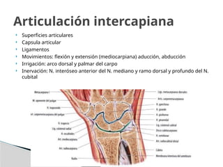  Superficies articulares
 Capsula articular
 Ligamentos
 Movimientos: flexión y extensión (mediocarpiana) aducción, abducción
 Irrigación: arco dorsal y palmar del carpo
 Inervación: N. interóseo anterior del N. mediano y ramo dorsal y profundo del N.
cubital
Articulación intercapiana
 
