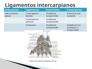 Articulacion Ligamentos Inserciones Comentarios
Hilera proximal
(plana)
2 intercapianos
dorsales
Escafolunar,
lunopiramidal
El dorsal es mas
resistente
2 intercapianos
palmares
Escafolunar,
lunopiramidal
2 interoseos Escafolunar,
lunopiramidal
Estabiliza las art.
Escafolunar o
lunopiramidal
Ligamentos intercarpianos
 