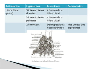 Articulacion Ligamentos Inserciones Comentarios
Hilera distal
(plana)
3 intercarpianos
dorsales
4 huesos de la
hilera distal
3 intercarpianos
palmares
4 huesos de la
hilera distal
2 interoseos Del trapezoide al
hueso grande y
al ganchoso
Mas grueso que
el proximal
 