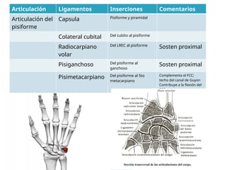 Articulación Ligamentos Inserciones Comentarios
Articulación del
pisiforme
Capsula Pisiforme y piramidal
Colateral cubital Del cubito al pisiforme
Radiocarpiano
volar
Del LREC al pisiforme
Sosten proximal
Pisiganchoso Del pisiforme al
ganchoso
Sosten proximal
Pisimetacarpiano Del pisiforme al 5to
metacarpiano
Complementa el FCC;
techo del canal de Guyon
Contribuye a la flexión del
FCC
 