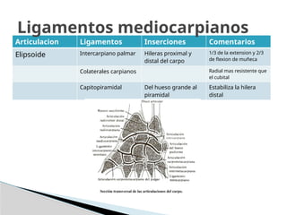 Articulacion Ligamentos Inserciones Comentarios
Elipsoide Intercarpiano palmar Hileras proximal y
distal del carpo
1/3 de la extension y 2/3
de flexion de muñeca
Colaterales carpianos Radial mas resistente que
el cubital
Capitopiramidal Del hueso grande al
piramidal
Estabiliza la hilera
distal
Ligamentos mediocarpianos
 