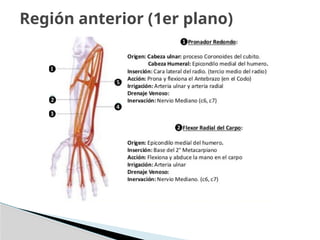Región anterior (1er plano)
 