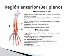 Región anterior (3er plano)
 