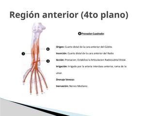 Región anterior (4to plano)
 