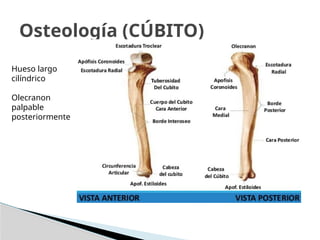 Osteología (CÚBITO)
Hueso largo
cilíndrico
Olecranon
palpable
posteriormente
 