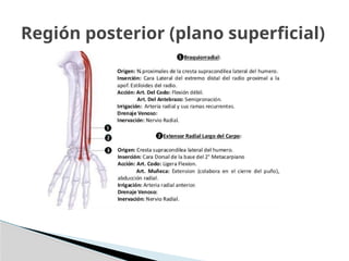 Región posterior (plano superficial)
 