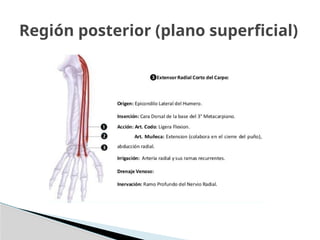 Región posterior (plano superficial)
 