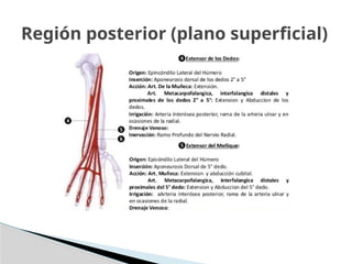 Región posterior (plano superficial)
 