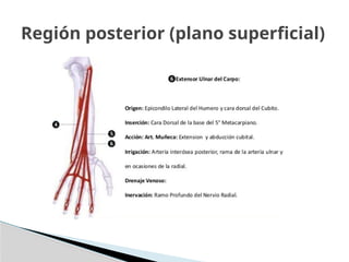 Región posterior (plano superficial)
 