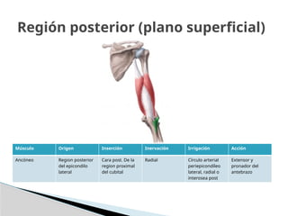 Músculo Origen Inserción Inervación Irrigación Acción
Ancóneo Region posterior
del epicondilo
lateral
Cara post. De la
region proximal
del cubital
Radial Círculo arterial
periepicondíleo
lateral, radial o
interosea post
Extensor y
pronador del
antebrazo
Región posterior (plano superficial)
 
