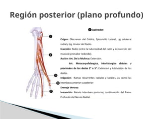 Región posterior (plano profundo)
 