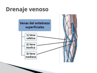 Drenaje venoso
 