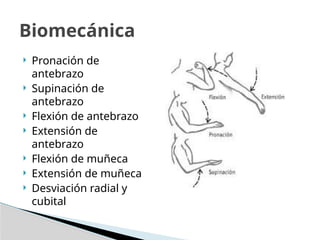  Pronación de
antebrazo
 Supinación de
antebrazo
 Flexión de antebrazo
 Extensión de
antebrazo
 Flexión de muñeca
 Extensión de muñeca
 Desviación radial y
cubital
Biomecánica
 