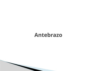 Antebrazo
 