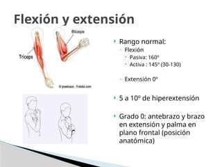  Rango normal:
◦ Flexión
 Pasiva: 160º
 Activa : 145º (30-130)
◦ Extensión 0º
 5 a 10º de hiperextensión
 Grado 0: antebrazo y brazo
en extensión y palma en
plano frontal (posición
anatómica)
Flexión y extensión
 