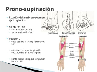  Rotación del antebrazo sobre su
eje longitudinal
 Rango normal
◦ 85º de pronación (50)
◦ 90º de supinación (50)
 Posición 0
◦ Codo pegado al tórax y flexionado a
90º
◦ Antebrazo en prono-supinación
neutra (mano en plano sagital)
◦ Borde cubital en reposo con pulgar
hacia arriba
Prono-supinación
 
