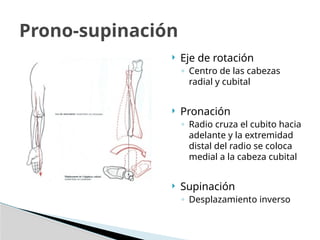  Eje de rotación
◦ Centro de las cabezas
radial y cubital
 Pronación
◦ Radio cruza el cubito hacia
adelante y la extremidad
distal del radio se coloca
medial a la cabeza cubital
 Supinación
◦ Desplazamiento inverso
Prono-supinación
 