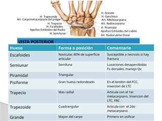 Hueso Forma o posición Comentario
Escafoides Navicular, 80% de superficie
articular
Susceptible a necrosis si hay
fractura
Semiunar Semiluna Luxaciones desapercibidas
Fx dorsales, manejo Qx
Piramidal Triangular
Pisiforme Gran hueso redondeado En el tendon del FCC,
insercion de LTC
Trapecio Mas radial Articula con el 1er
metacarpiano. Insercion del
LTC, FRC
Trapezoide Cuadrangular Articula con el 2do
metacarpiano
Grande Mayor del carpo Primero en osificar
 