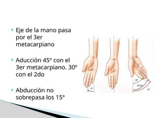  Eje de la mano pasa
por el 3er
metacarpiano
 Aducción 45º con el
3er metacarpiano. 30º
con el 2do
 Abducción no
sobrepasa los 15º
 