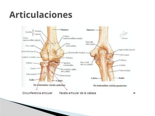 Articulaciones
 