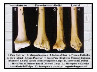 Antebrazo y Mano