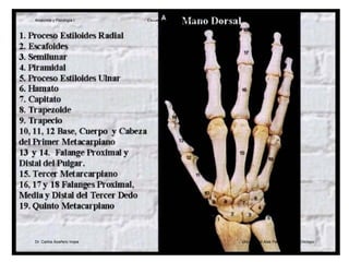 Antebrazo y Mano