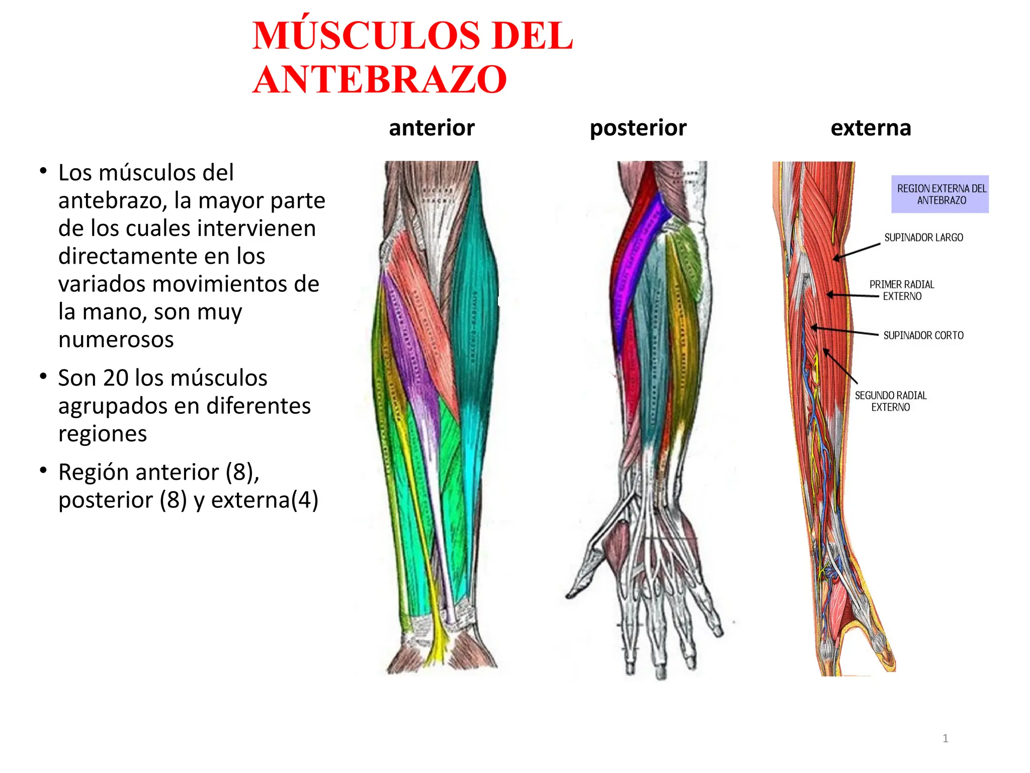 Anatomia De La Mano Antebrazo y Mano pdf