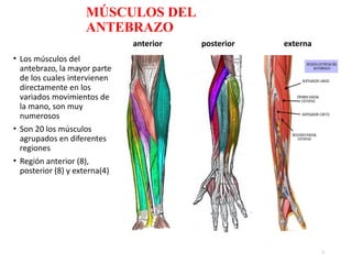 MÚSCULOS DEL
ANTEBRAZO
• Los músculos del
antebrazo, la mayor parte
de los cuales intervienen
directamente en los
variados movimientos de
la mano, son muy
numerosos
• Son 20 los músculos
agrupados en diferentes
regiones
• Región anterior (8),
posterior (8) y externa(4)
1
anterior posterior externa
 