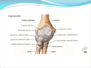 Antebrazo,codo y mano expo ortopedia 4427 ok | PPTX