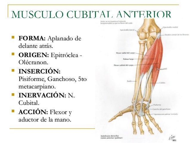Antebrazo .DR ROMEO ILDEFONSO SANCHEZ JIMENEZ Antebrazo .DR ROMEO ILDEFONSO SANCHEZ JIMENEZ