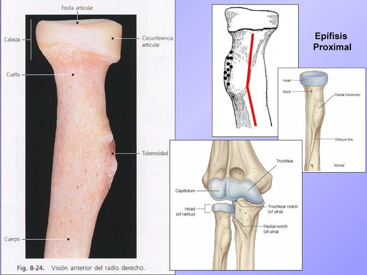 antebrazo osteologia codo antebrazo osteologia codo