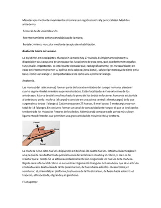Masoterapiamediante movimientoscircularesenregióncicatrizalypericicatrizal.Medidas
antiedema.
Técnicasde desensibilización.
Reentrenamientode funcionesbásicasde lamano.
Fortalecimientomuscularmedianteterapiade rehabilitación.
Anatomía básica de la mano
La dividimosencincopartes: HuesosEnla manohay 27 huesos.Esimportante conocer su
disposiciónbásicaparanodejarescaparlas luxacionesde estazona,que puedentenersecuelas
funcionales importantes.Esinteresante destacarque,radiográficamente, losmetacarpianosen
edadde crecimientotienensuepífisisenlacabeza(zonadistal), salvoel primeroque lotiene enla
base (comolas falanges), comportándoseéste comouna«primerafalange.
Anatomía.
Las manos (del latín:manus) formanparte de lasextremidades del cuerpohumano,siendoel
cuarto segmentodel miembrosuperiorotorácico.Están localizadasenlosextremos de los
antebrazos. Abarcadesde lamuñecahasta layemade losdedosenlossereshumanos estáunida
al antebrazoporla muñeca(el carpo) y consiste enunapalma central (el metacarpo) de laque
surgencincodedos (falanges).Cadamanoposee 27 huesos,8 enel carpo, 5 metacarpianosyun
total de 14 falanges.Enconjuntoformanuncanal de concavidadanteriorporel que se deslizanlos
tendonesde losmúsculosflexoresde losdedos. Ademásestácompuestade varios músculosy
ligamentosdiferentesque permitenunagrancantidadde movimientosydestreza.
La muñecatiene ochohuesos dispuestosendosfilas de cuatrohuesos.Estoshuesosencajanen
una pequeñacavidadformadaporloshuesosdel antebrazoel radioyel cúbito,si bienesde
resaltarque el cúbitono se articulaverdaderamenteconningunode loshuesosde lamuñeca.
Bajo lacara inferiordel cúbitose encuentrael ligamentotriangularde lamuñeca,que sí se articula
con loshuesos.Loshuesosde lafilaproximal son,de fuerahaciaadentro:el escafoides,el
semilunar,el piramidal yel pisiforme,loshuesosde lafiladistal son,de fuerahaciaadentro:el
trapecio,el trapezoide,el grande yel ganchoso.
FilaSuperior.
 