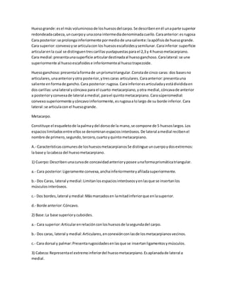 Huesogrande:esel más voluminosode loshuesosdelcarpo.Se describenenél unaparte superior
redondeadacabeza,uncuerpoy unazona intermediadenominadacuello.Caraanterior:esrugosa
Cara posterior:se prolongainferiormente pormediode unasaliente:laapófisisde huesogrande.
Cara superior:convexoyse articulacon los huesosescafoidesysemilunar. Carainferior:superficie
articularenla cual se distinguentrescarillasyuxtapuestaspara el 2,3 y 4 huesometacarpiano.
Cara medial:presentaunasuperficie articulardestinadaal huesoganchoso. Caralateral:se une
superiormente al huesoescafoidese inferiormenteal huesotrapezoide.
Huesoganchoso:presentalaformade unprismatriangular.Constade cinco caras: dos basesno
articulares,unaanterioryotra posterior,ytrescaras articulares. Caraanterior:presentauna
saliente enformade gancho.Cara posterior:rugosa. Carainferioresarticuladayestádivididaen
dos carillas:unalateral ycóncava para el cuarto metacarpiano, yotra medial, cóncavade anterior
a posterioryconvexade lateral a medial,parael quintometacarpiano. Carasúperomedial:
convexosuperiormente ycóncavo inferiormente, esrugosaalolargo de su borde inferior. Cara
lateral:se articulacon el huesogrande.
Metacarpo.
Constituye el esqueletode lapalmaydel dorsode la mano,se compone de 5 huesoslargos.Los
espacioslimitadosentre ellosse denominanespaciosinteróseos. De lateral amedial recibenel
nombre de primero,segundo,tercero,cuartoyquintometacarpiano.
A.- Característicascomunesde loshuesosmetacarpianosSe distingue uncuerpoydosextremos:
la base y lacabeza del huesometacarpiano.
1) Cuerpo:Describenunacurvade concavidadanterioryposee unaformaprismáticatriangular.
a.- Cara posterior:Ligeramente convexa,anchainferiormenteyafiladasuperiormente.
b.- Dos Caras, lateral ymedial:Limitanlosespaciosinteróseosyenlasque se insertanlos
músculosinteróseos.
c.- Dos bordes,lateral ymedial:Másmarcadosen lamitadinferiorque enlasuperior.
d.- Borde anterior:Cóncavo.
2) Base:La base superiorycuboides.
a.- Cara superior:Articularenrelaciónconloshuesosde lasegundadel carpo.
b.- Dos caras, lateral y medial:Articulares,enconexiónconlasde losmetacarpianosvecinos.
c.- Cara dorsal y palmar:Presentarugosidadesenlasque se insertanligamentosymúsculos.
3) Cabeza:Representael extremoinferiordel huesometacarpiano.Esaplanadade lateral a
medial.
 