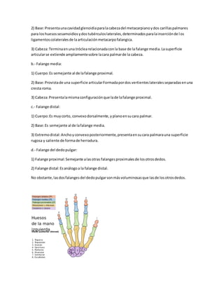 2) Base:Presentaunacavidadglenoidiaparalacabezadel metacarpianoydos carillaspalmares
para loshuesossesamoidiosydostubérculoslaterales,determinadosparalainserciónde los
ligamentoscolateralesde laarticulaciónmetacarpofalangica.
3) Cabeza:Terminaenuna tróclearelacionadaconla base de la falange media.Lasuperficie
articularse extiende ampliamentesobre lacara palmarde la cabeza.
b.- Falange media:
1) Cuerpo:Es semejante al de lafalange proximal.
2) Base:Provistade una superficie articularFormadapordos vertienteslateralesseparadasenuna
cresta roma.
3) Cabeza:Presentalamismaconfiguraciónque lade lafalange proximal.
c.- Falange distal:
1) Cuerpo:Es muycorto, convexodorsalmente,yplanoensucara palmar.
2) Base:Es semejante al de lafalange media.
3) Extremodistal:Anchoyconvexoposteriormente,presentaensucara palmarauna superficie
rugosa y saliente de formade herradura.
d.- Falange del dedopulgar:
1) Falange proximal:Semejante alasotras falangesproximalesde losotrosdedos.
2) Falange distal:Esanálogoa la falange distal.
No obstante,lasdosfalangesdel dedopulgarsonmásvoluminosasque lasde losotrosdedos.
 
