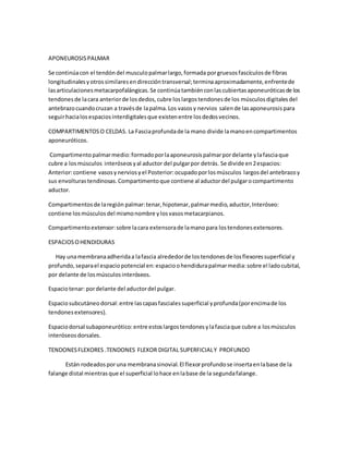 APONEUROSISPALMAR
Se continúacon el tendóndel musculopalmarlargo,formada porgruesosfascículosde fibras
longitudinalesyotrossimilaresendireccióntransversal;terminaaproximadamente,enfrentede
lasarticulacionesmetacarpofalángicas.Se continúatambiénconlascubiertasaponeuróticasde los
tendonesde lacara anteriorde losdedos,cubre loslargostendonesde los músculos digitalesdel
antebrazocuandocruzan a travésde lapalma.Los vasosy nervios salende lasaponeurosispara
seguirhacialosespaciosinterdigitalesque existenentre losdedosvecinos.
COMPARTIMENTOSO CELDAS. La Fasciaprofundade la mano divide lamanoencompartimentos
aponeuróticos.
Compartimentopalmarmedio:formadoporlaaponeurosispalmarpordelante ylafasciaque
cubre a losmúsculos interóseosyal aductor del pulgarpor detrás. Se divide en2espacios:
Anterior:contiene vasosynerviosyel Posterior:ocupadoporlosmúsculos largosdel antebrazoy
sus envolturastendinosas.Compartimentoque contiene al aductordel pulgarocompartimento
aductor.
Compartimentosde laregión palmar:tenar,hipotenar,palmarmedio,aductor,Interóseo:
contiene losmúsculosdel mismonombre ylosvasosmetacarpianos.
Compartimentoextensor:sobre lacara extensorade lamanopara lostendonesextensores.
ESPACIOSOHENDIDURAS
Hay unamembranaadheridaa lafascia alrededorde lostendonesde losflexoressuperficial y
profundo,separael espaciopotencial en:espacioohendidurapalmarmedia:sobre el ladocubital,
por delante de losmúsculosinteróseos.
Espaciotenar: pordelante del aductordel pulgar.
Espaciosubcutáneodorsal:entre lascapasfascialessuperficial yprofunda(porencimade los
tendonesextensores).
Espaciodorsal subaponeurótico:entre estoslargostendonesylafasciaque cubre a losmúsculos
interóseosdorsales.
TENDONESFLEXORES .TENDONES FLEXOR DIGITAL SUPERFICIALY PROFUNDO
Están rodeadosporuna membranasinovial.El flexorprofundose insertaenlabase de la
falange distal mientrasque el superficial lohace enlabase de la segundafalange.
 