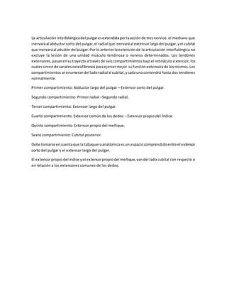 La articulacióninterfalángicadel pulgaresextendidaporlaacción de tresnervios:el mediano que
inervaráal abductor corto del pulgar,el radial que inervaráal extensorlargodel pulgar,yel cubital
que inervaráal aductor del pulgar.Porlo anteriorlaextensión de la articulación interfalángica no
excluye la lesión de una unidad músculo tendinosa o nervios determinados. Los tendones
extensores,pasanensutrayectoa travésde seiscompartimientosbajoel retináculo extensor, los
cualessirvende canalesosteofibrososparaejercermejor sufunciónextensorade losmismos.Los
compartimientosse enumerandel ladoradial al cubital,ycadaunocontendrá hasta dos tendones
normalmente.
Primer compartimiento: Abductor largo del pulgar – Extensor corto del pulgar.
Segundo compartimiento: Primer radial –Segundo radial.
Tercer compartimiento: Extensor largo del pulgar.
Cuarto compartimiento: Extensor común de los dedos – Extensor propio del Índice.
Quinto compartimiento: Extensor propio del meñique.
Sexto compartimiento: Cubital posterior.
Debe tomarse encuentaque la tabaqueraanatómicaesun espaciocomprendidoentre el extensor
corto del pulgar y el extensor largo del pulgar.
El extensorpropiodel índice yel extensorpropiodel meñique,vandel lado cubital con respecto o
en relación a los extensores comunes de los dedos.
 