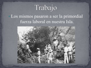 En el gráfico adjunto se muestra la  relación de número de embarcados y muertos en cuatro de los barcos negreros capturados durante el inicio de la abolición.TrabajoLos mismos pasaron a ser la primordial fuerza laboral en nuestra Isla.